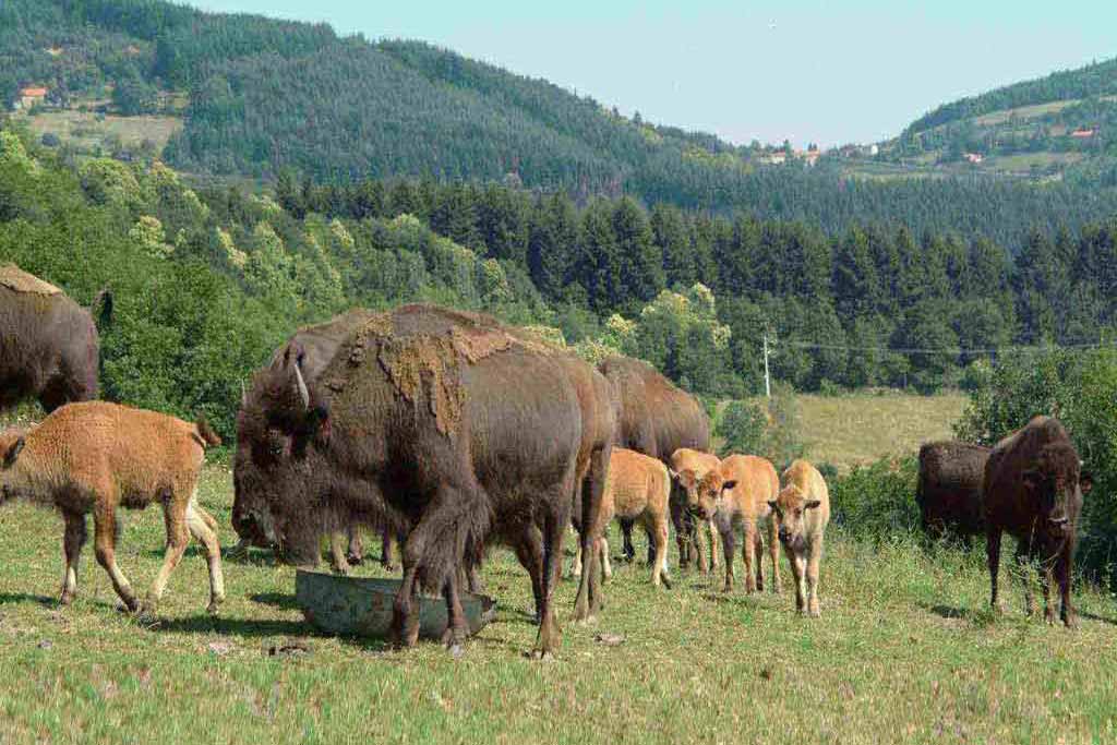 bisons Monts Madeleine